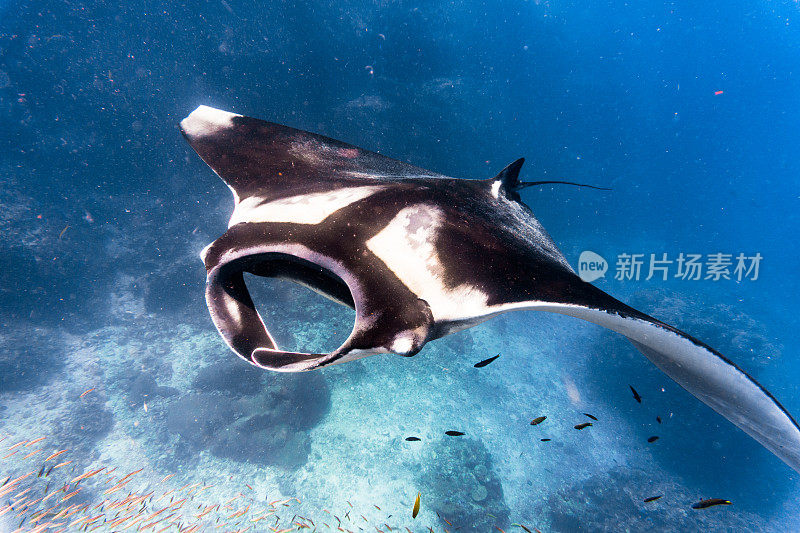 远洋蝠鲼(Manta birostris)游过清洁站。在世界自然保护联盟的红色名单中，这些优雅的动物正在成为野外罕见的景象。